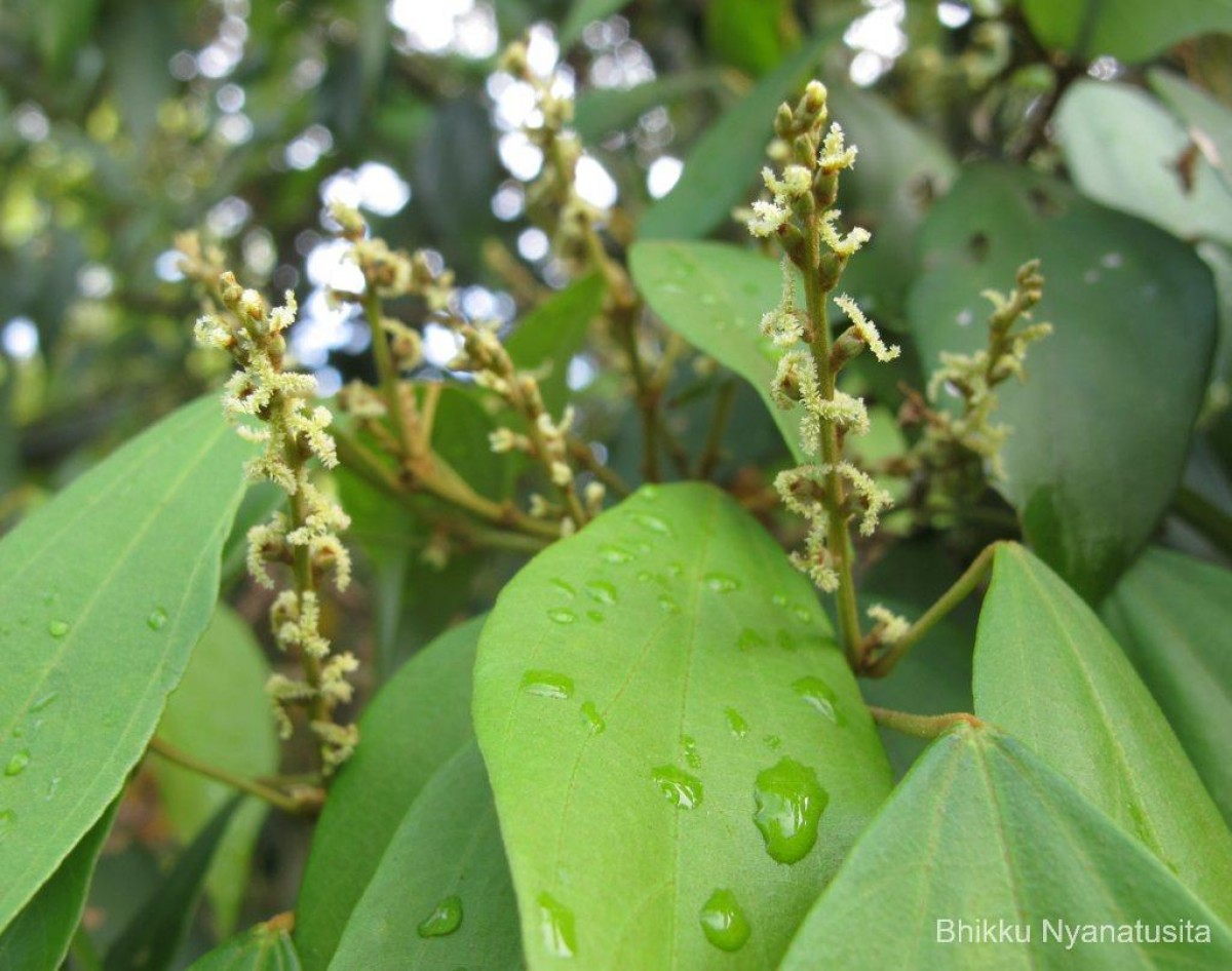 Mallotus philippensis (Lam.) Müll.Arg.